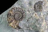 Ammonite (Promicroceras) Cluster - Somerset, England #86235-2